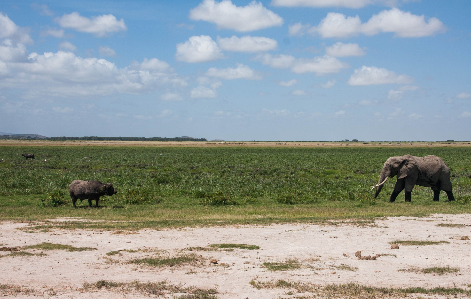 African Elephants at the base of Kilimanjaro – Amboseli National Park