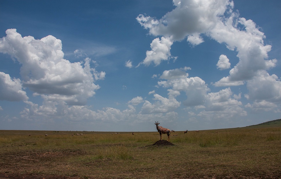 masai mara scenery