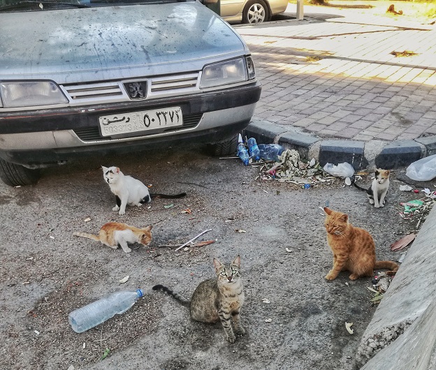 Damascus Cats